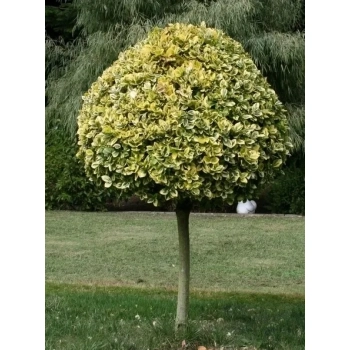 TRZMIELINA szczepiona na pniu żółto - zielona - sadzonki 100 / 120 cm